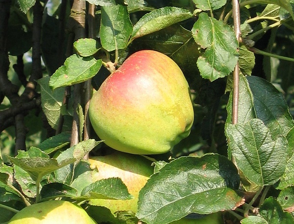 Obsthof Cordes - Fruchtfoto Horneburger Pfannkuchen