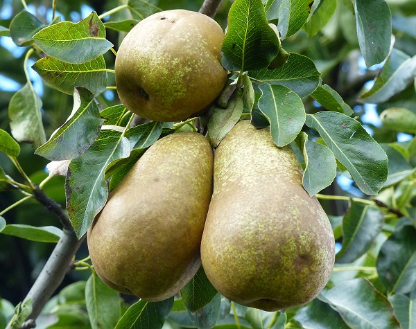 Obsthof Cordes - Fruchtfoto Triumph von Vienne
