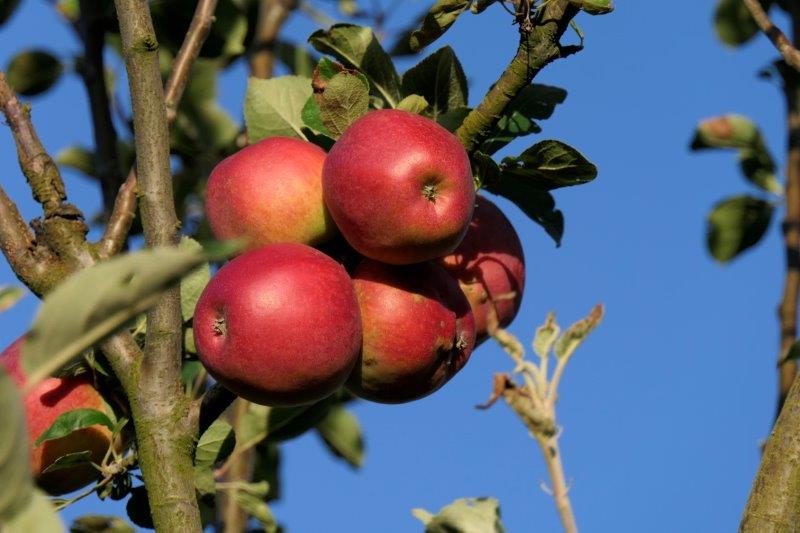 Obsthof Cordes - Fruchtfoto Lavanthaler Bananenapfel
