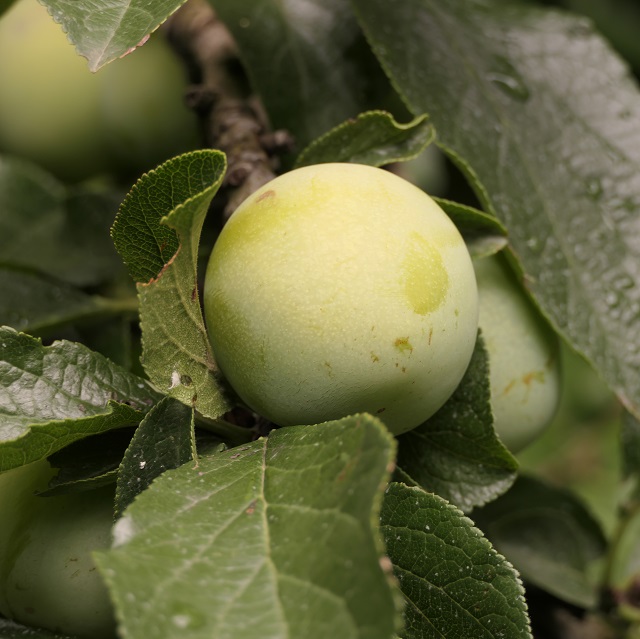 Obsthof Cordes - Fruchtfoto Eierpflaume