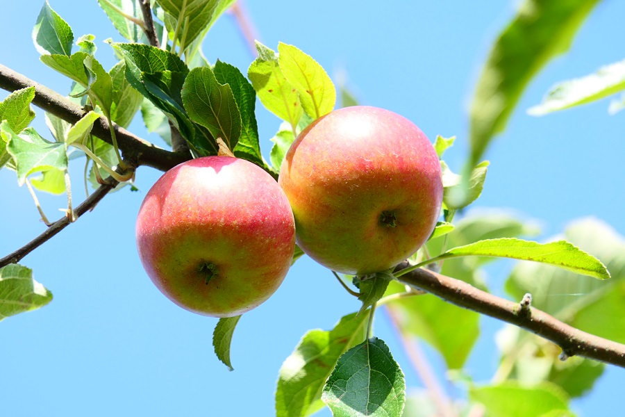 Obsthof Cordes -  Apple in the Sky