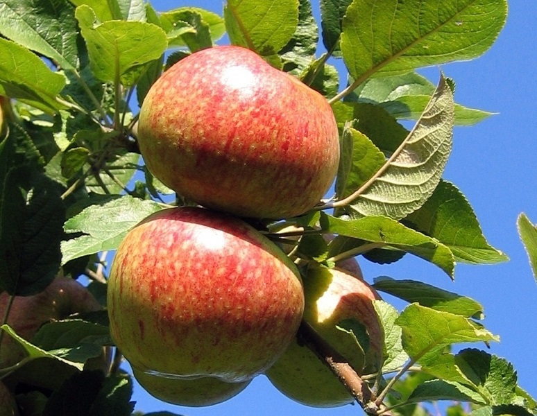 Obsthof Cordes - Fruchtfoto Altländer Pfannkuchenapfel