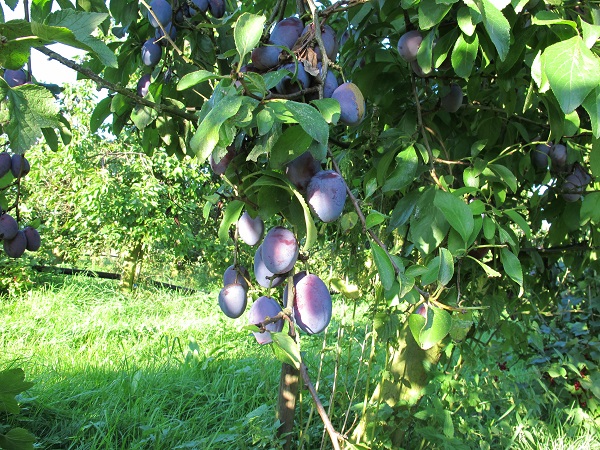 Obsthof Cordes - Fruchtfoto Auerbacher Zwetschge