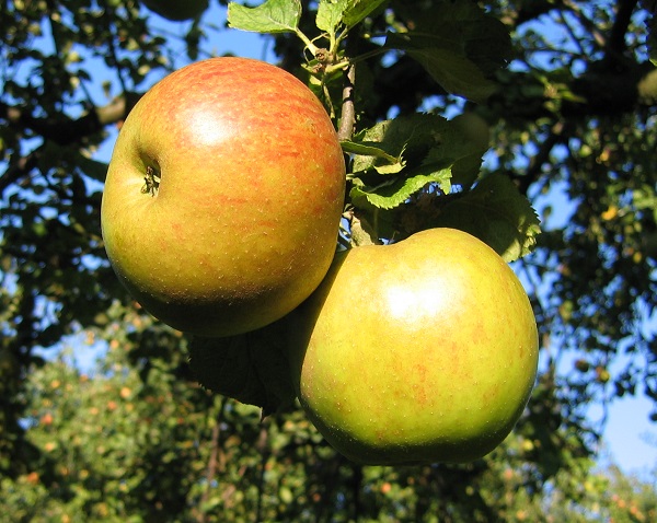 Obsthof Cordes - Fruchtfoto Boskoop