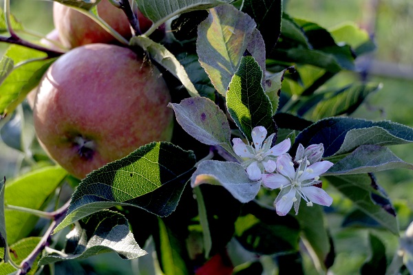 Obsthof Cordes - Fruchtfoto Cox Orange
